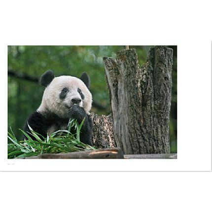 シャンシャン の写真集（日本未発売）「被宠溺的表情　香香在东京」 シャンシャン写真集（日本未発売）「被宠溺的表情 香香在东京」東京