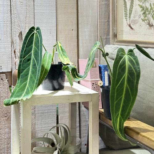 アンスリウム　ワロクアーナム　No.005　鉢、送料込　メルカリ便 アンスリウム ワロクアーナム No.005 鉢、送料込 メルカリ便｜2026年