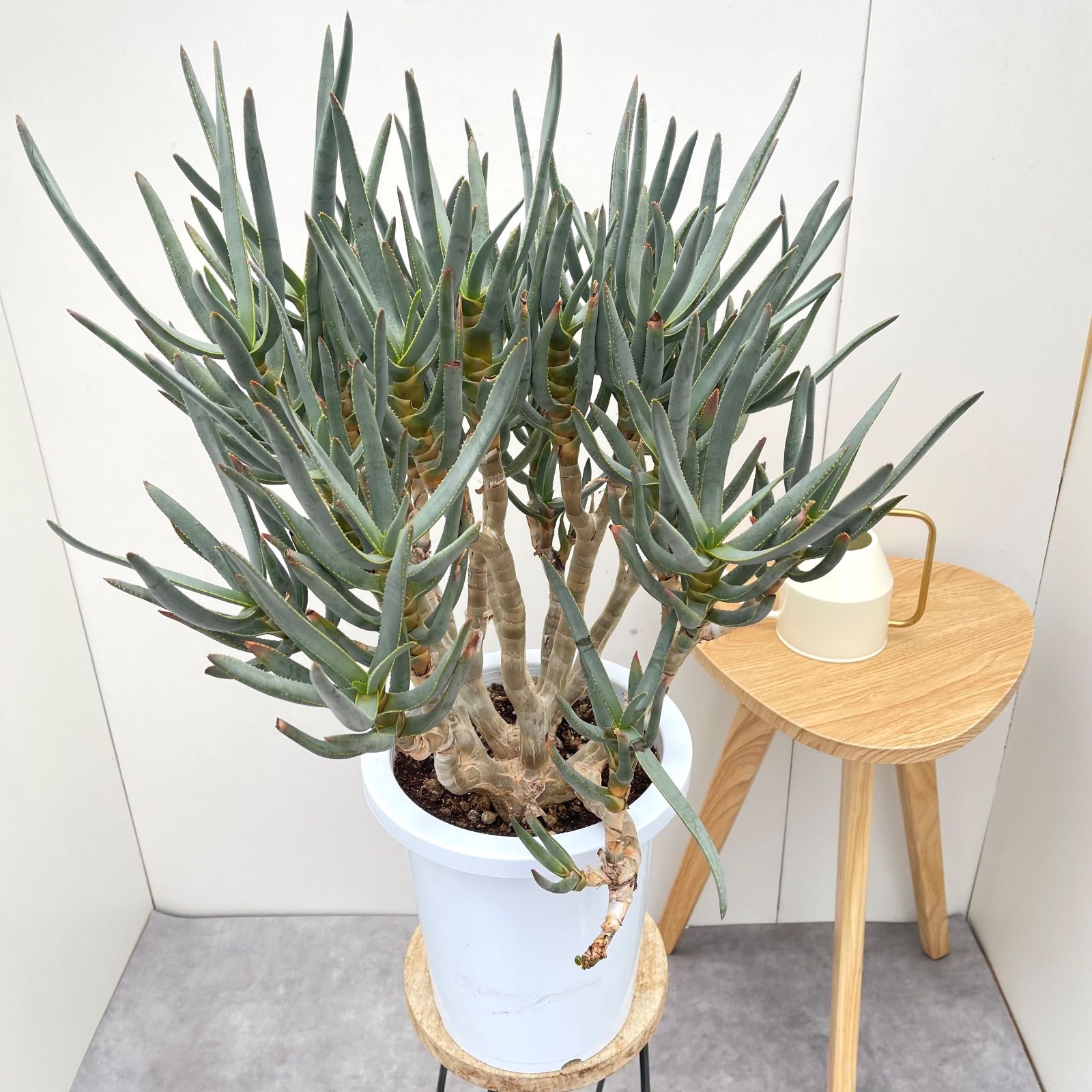 ラモシシマ 現品