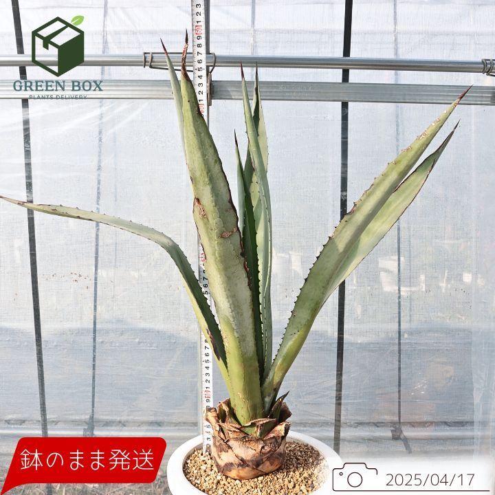 アガベ アオノリュウゼツラン 超大株 残り4つ ドライガーデン ロック