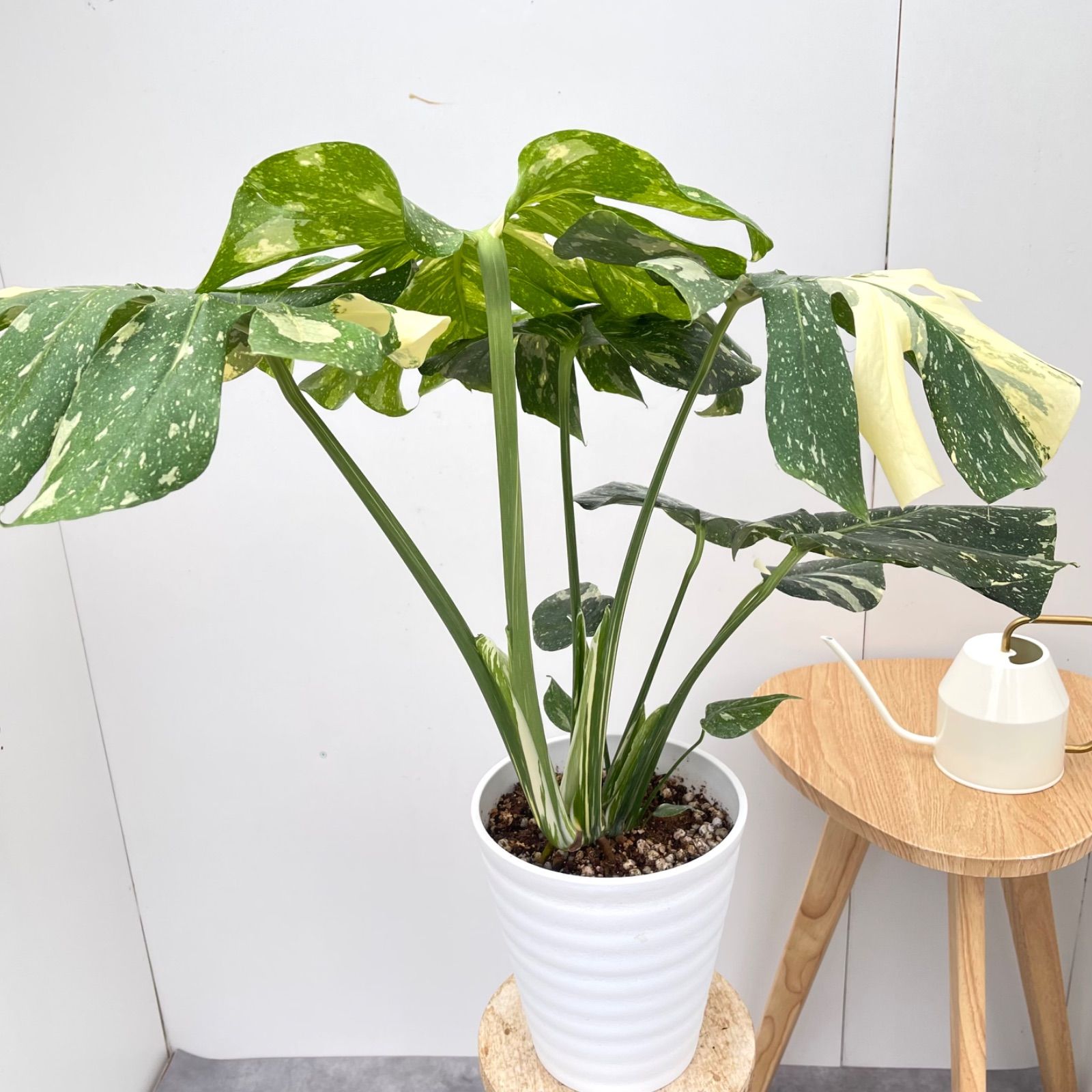 観葉植物 室内
