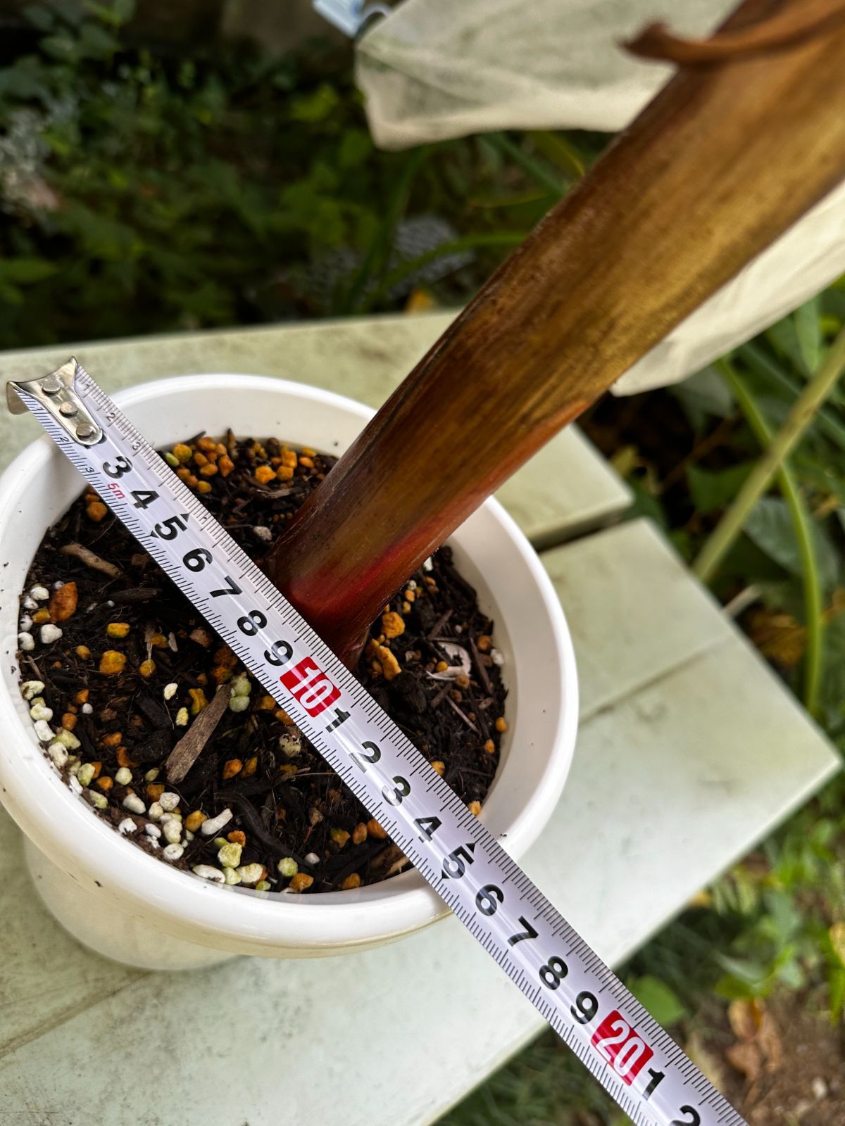 ムサ　ノノ　ピンク　No.001　鉢、送料込　メルカリ便 ムサノノ ピンク バナナ 大株 Musa NoNo Pink 斑入り - メルカリ