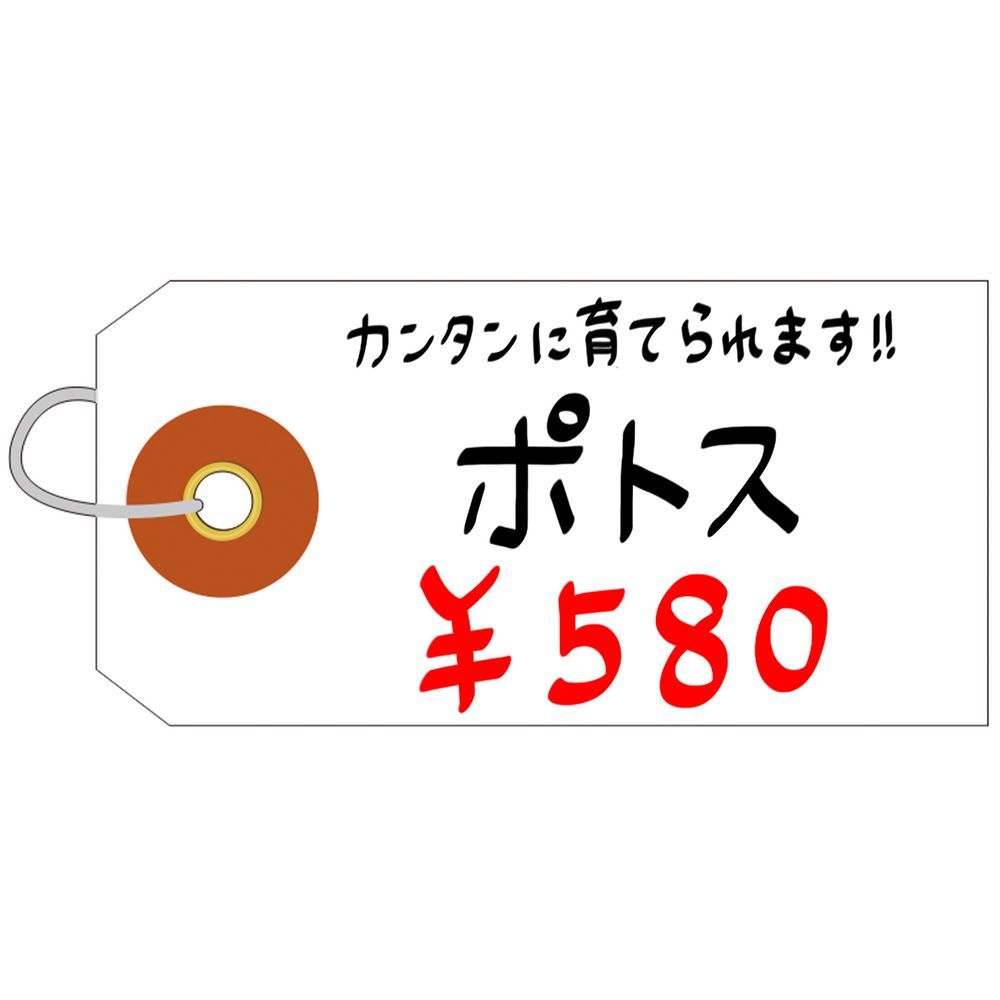 1000枚入 50枚帯×20束