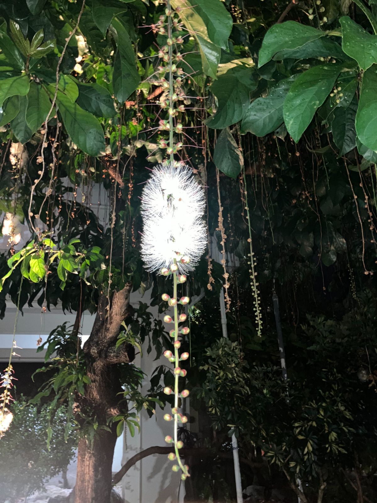 琉球の樹木　サガリバナ（白花個体） 沖縄の木 サガリバナ 白花個体 沖縄の絶景！サガリバナの幻想的な花を