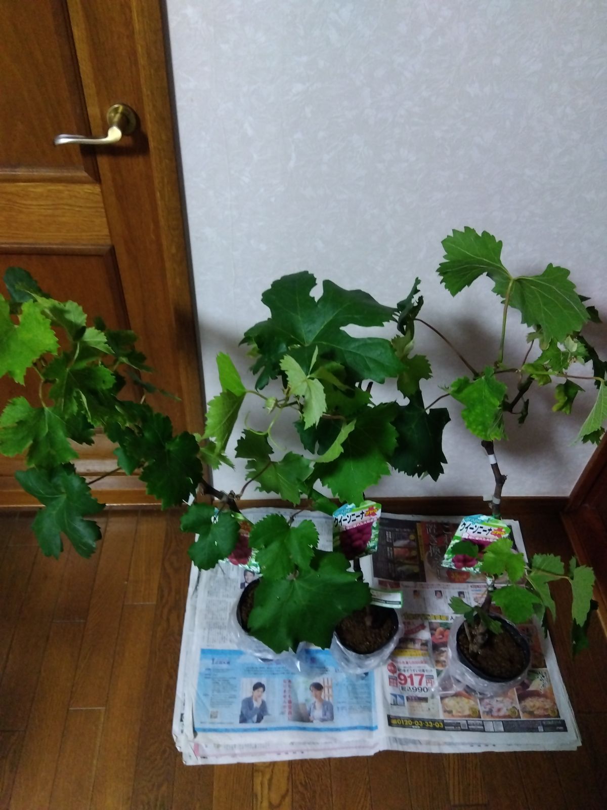 クイーンニーナ苗木 3株 ぶどう苗木