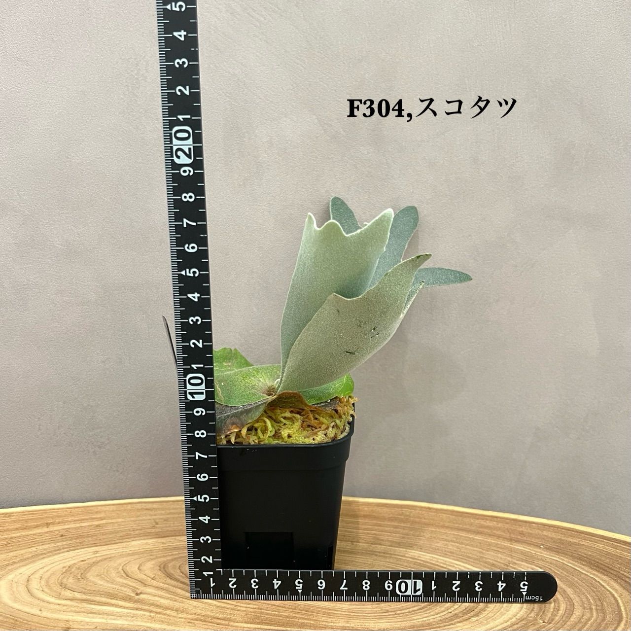 ビカクシダ 2種セット｜フィンガーダンサー ＆ mix胞子撒き 胞子