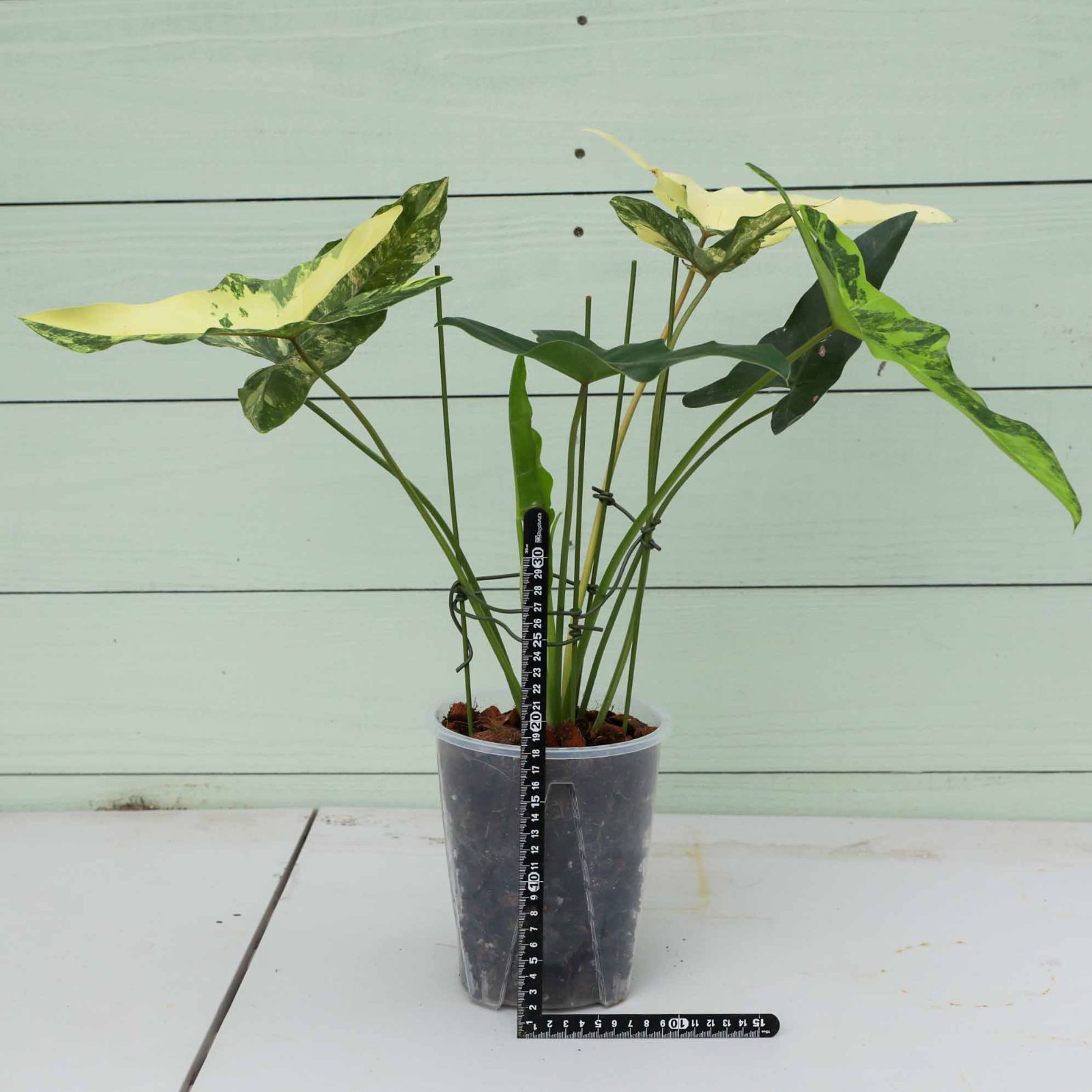 フィロデンドロン　ウィリアムシー　斑入り フィロデンドロン ウィリアムシー斑入り（Philodendron