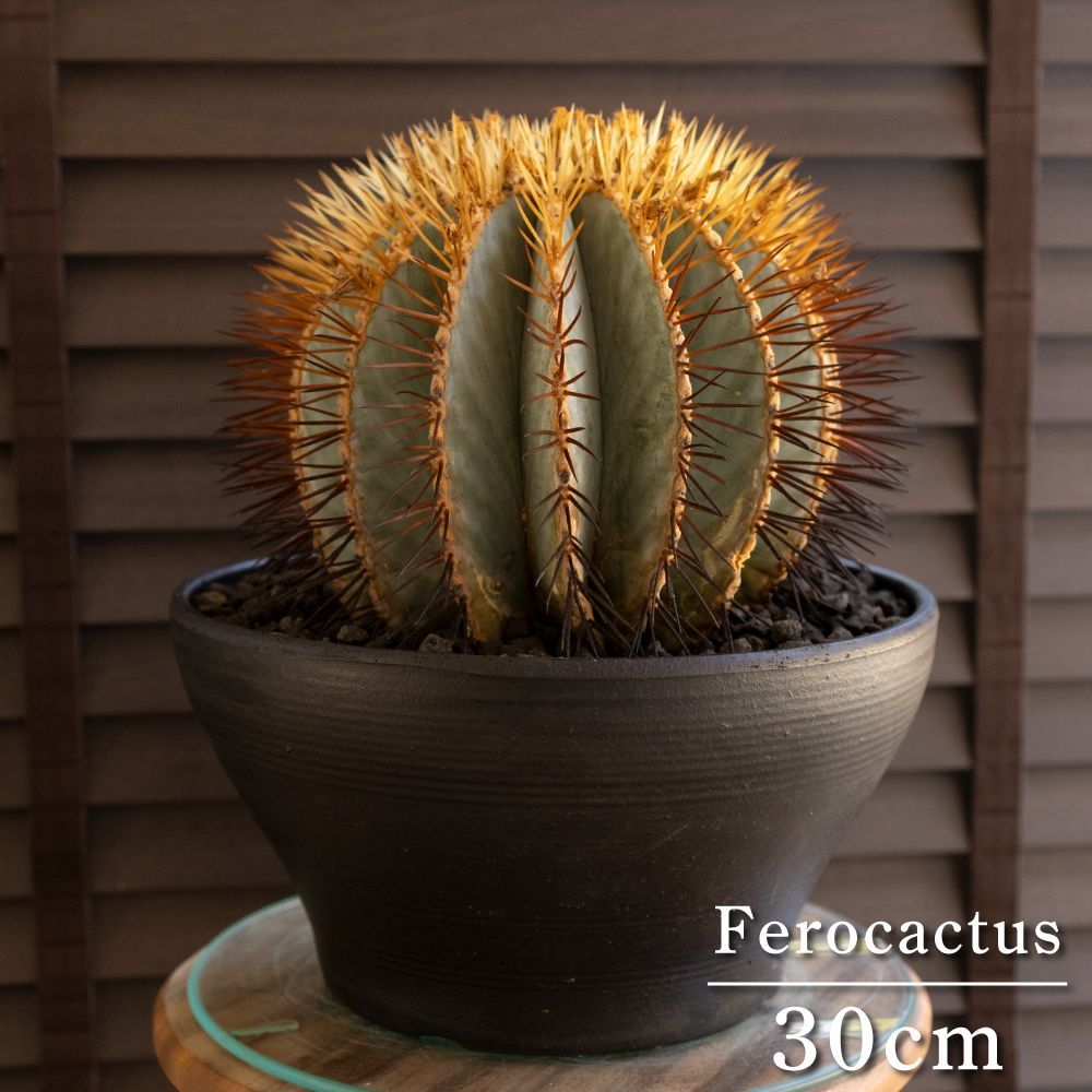 発根済】30cm 王冠竜 フェロカクタス ブルーバレルカクタス