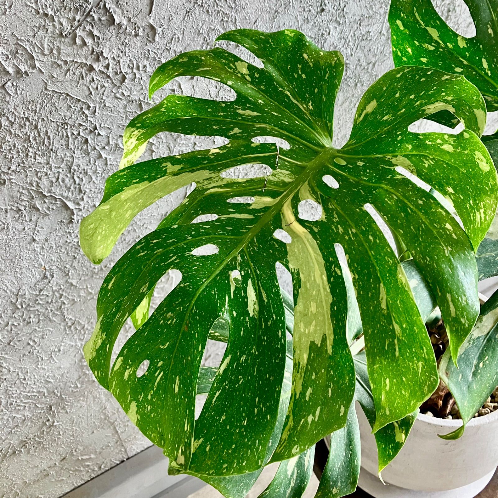 厳選された植物と鉢】斑入り 希少品種 モンステラ イエローモンスター