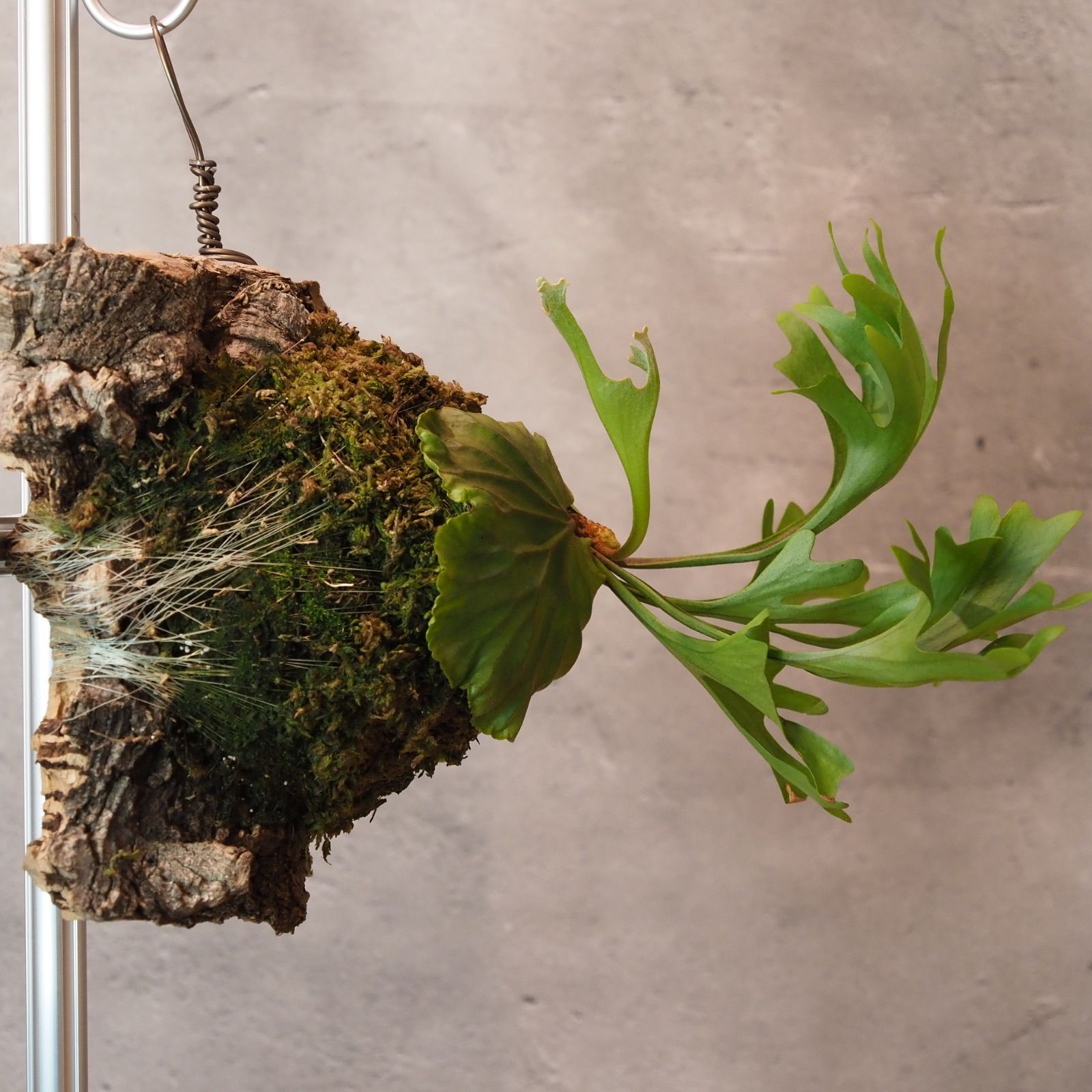 リドレイ　ビカクシダ　コルク付 ザ・ファームセレクト]ビカクシダ（コウモリラン）：リドレイ