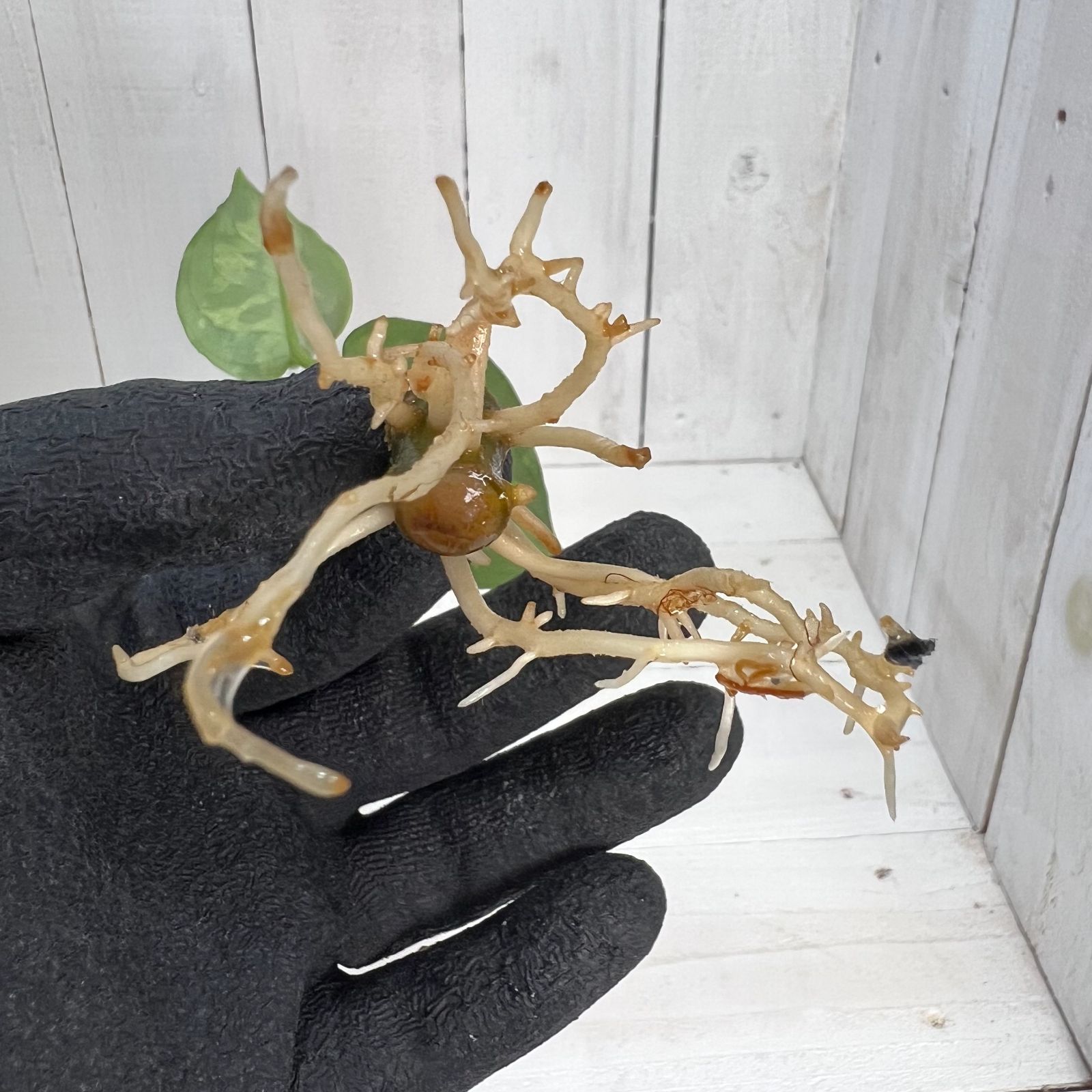 アグラオネマ ピクタム ホワイトブラン ANG - メルカリ