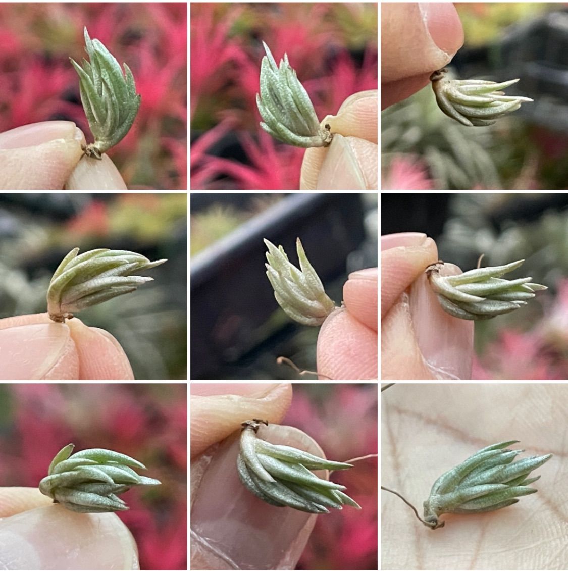 超激得最新作ペイラノイ　（Tillandsia peiranoi)チランジア　ブロメリア アナナス