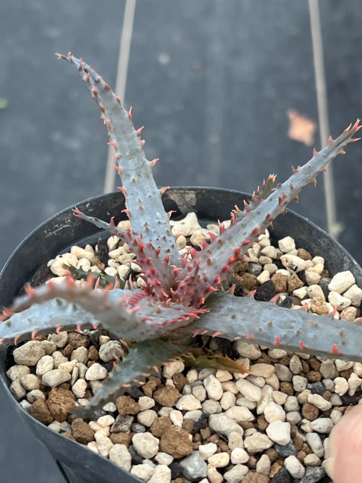 アロエ ハイブリッド aloe hybrid S1586 親株 アロエ ハイブリッド