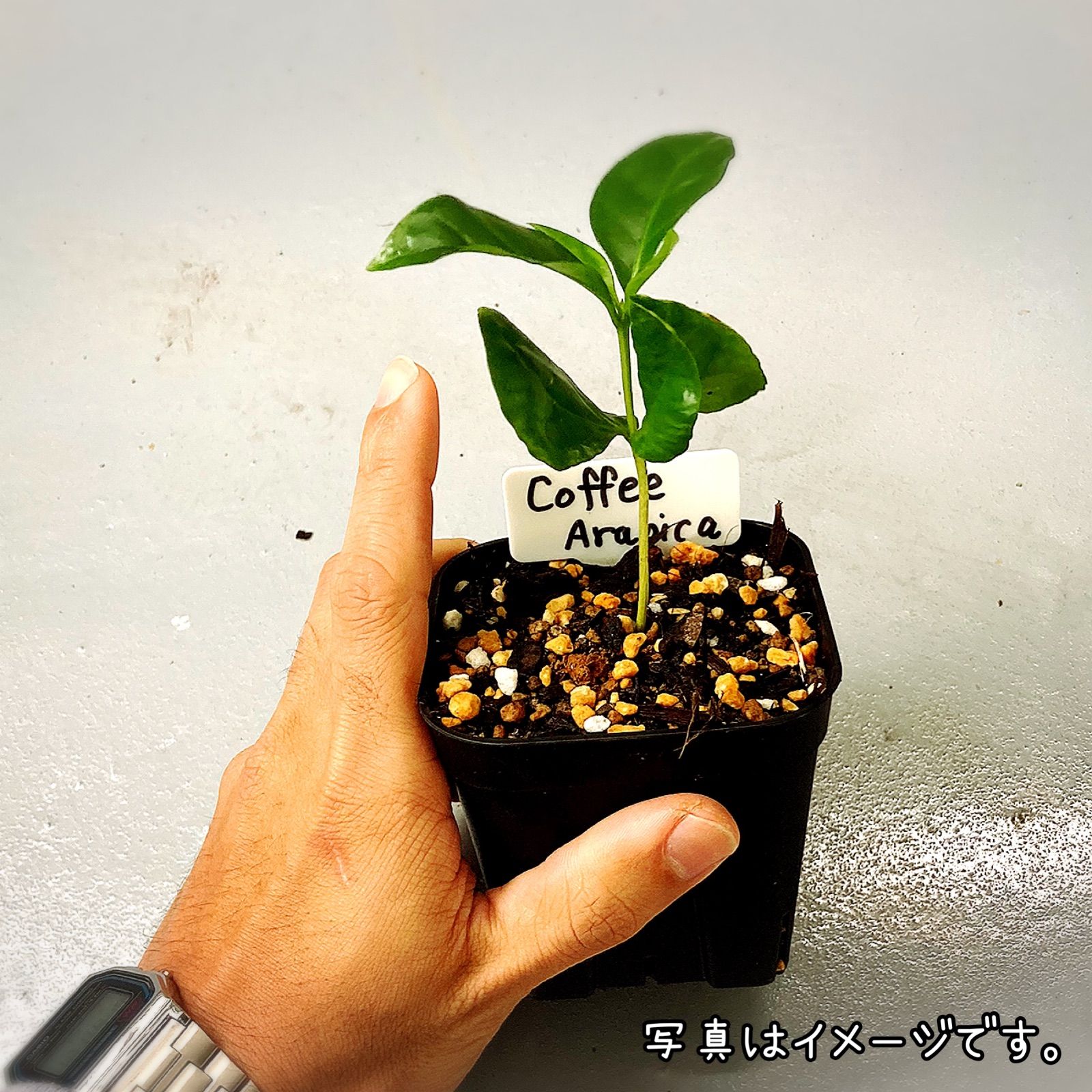 人気品種】コーヒーの木 アラビカ種 コーヒーチェリー コーヒーノキ