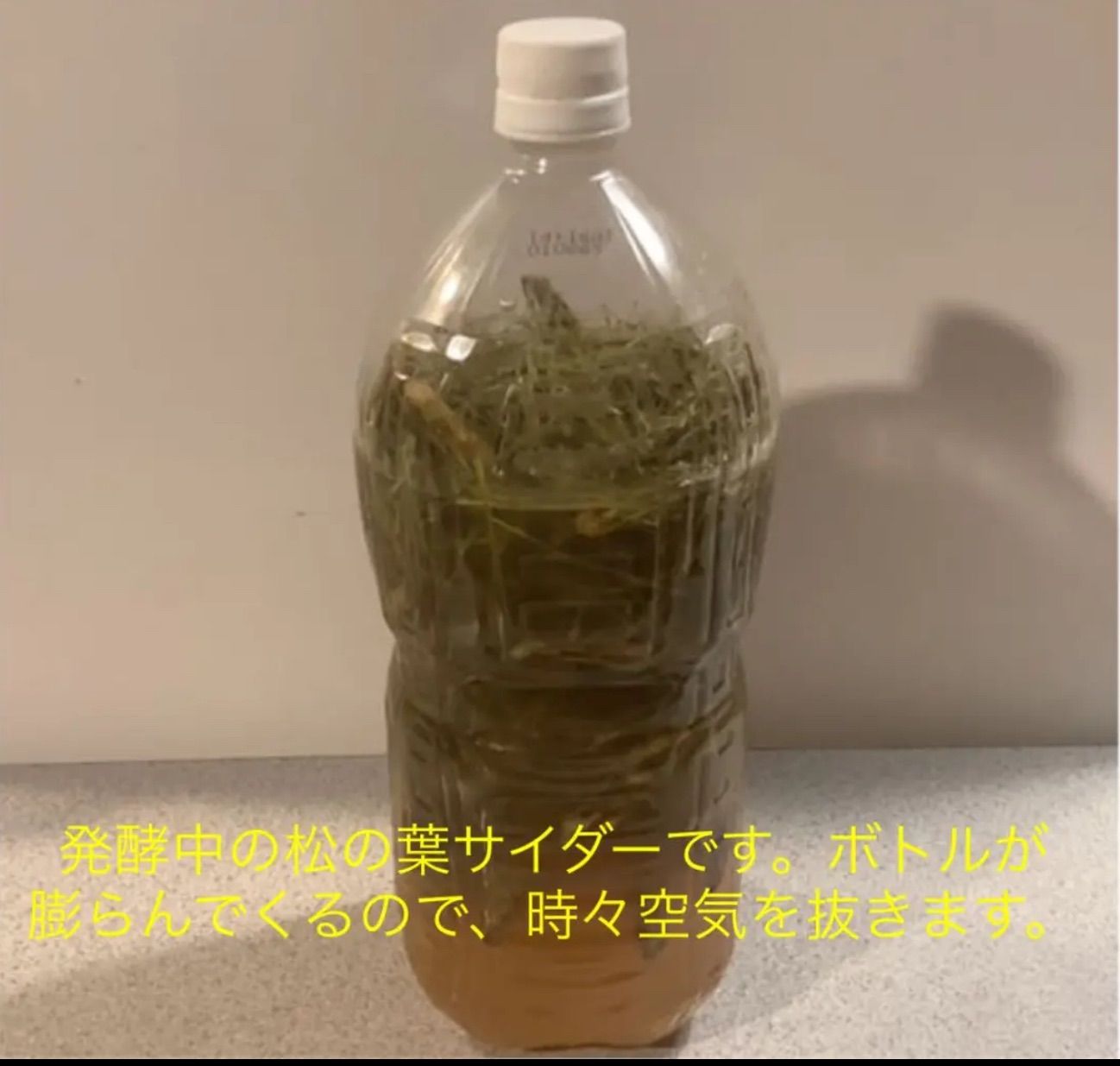 天然赤松 松葉の新芽 1kg 絶品！ 保存用 レシピ付 南アルプス白州 - メルカリ