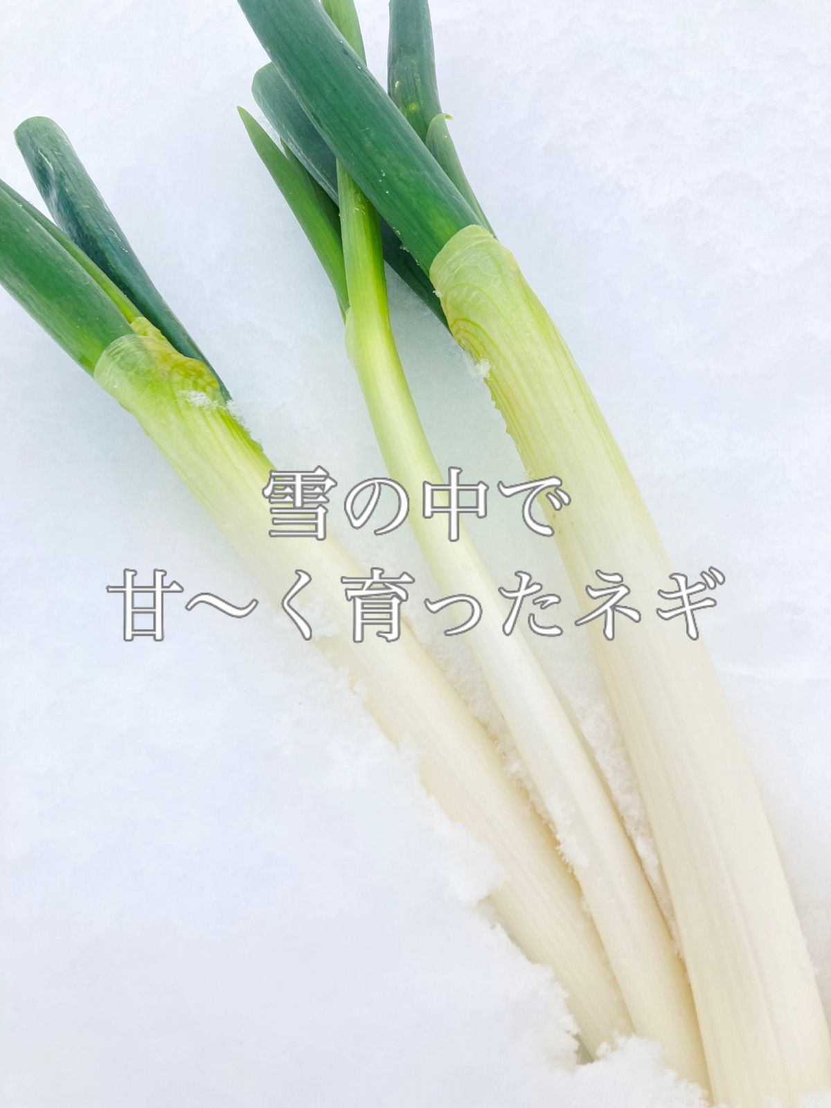 農家直送！白ネギLサイズ中心ナンパクのみ - 野菜