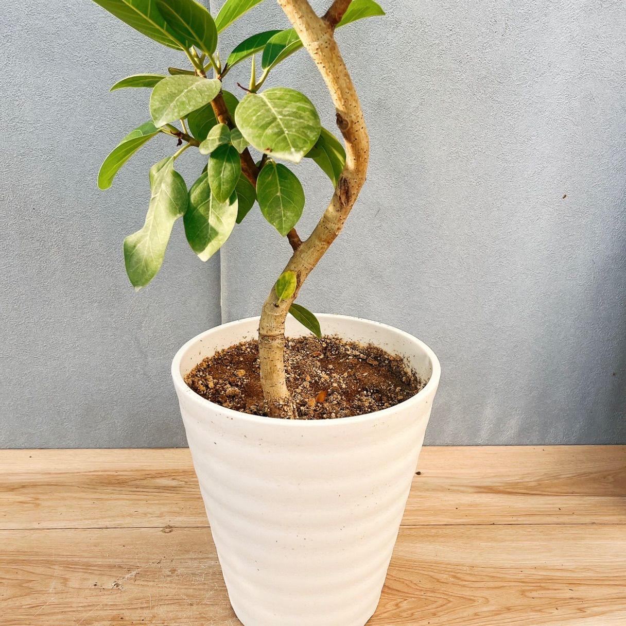 現品］☆おしゃれ☆ 29番 フィカス アルテシマ 曲がり 7号 観葉植物