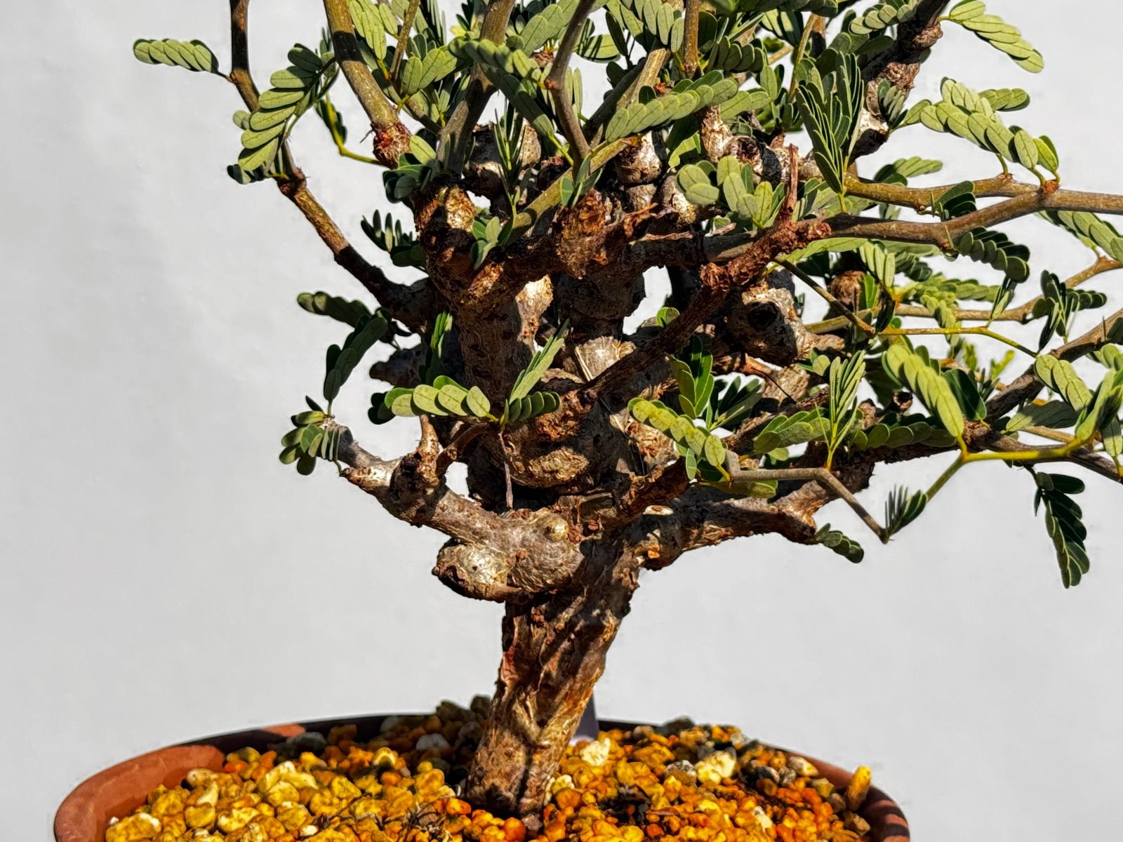 セール】センナ メリディオナリス 大株 抜き苗発送 センナメリディオ