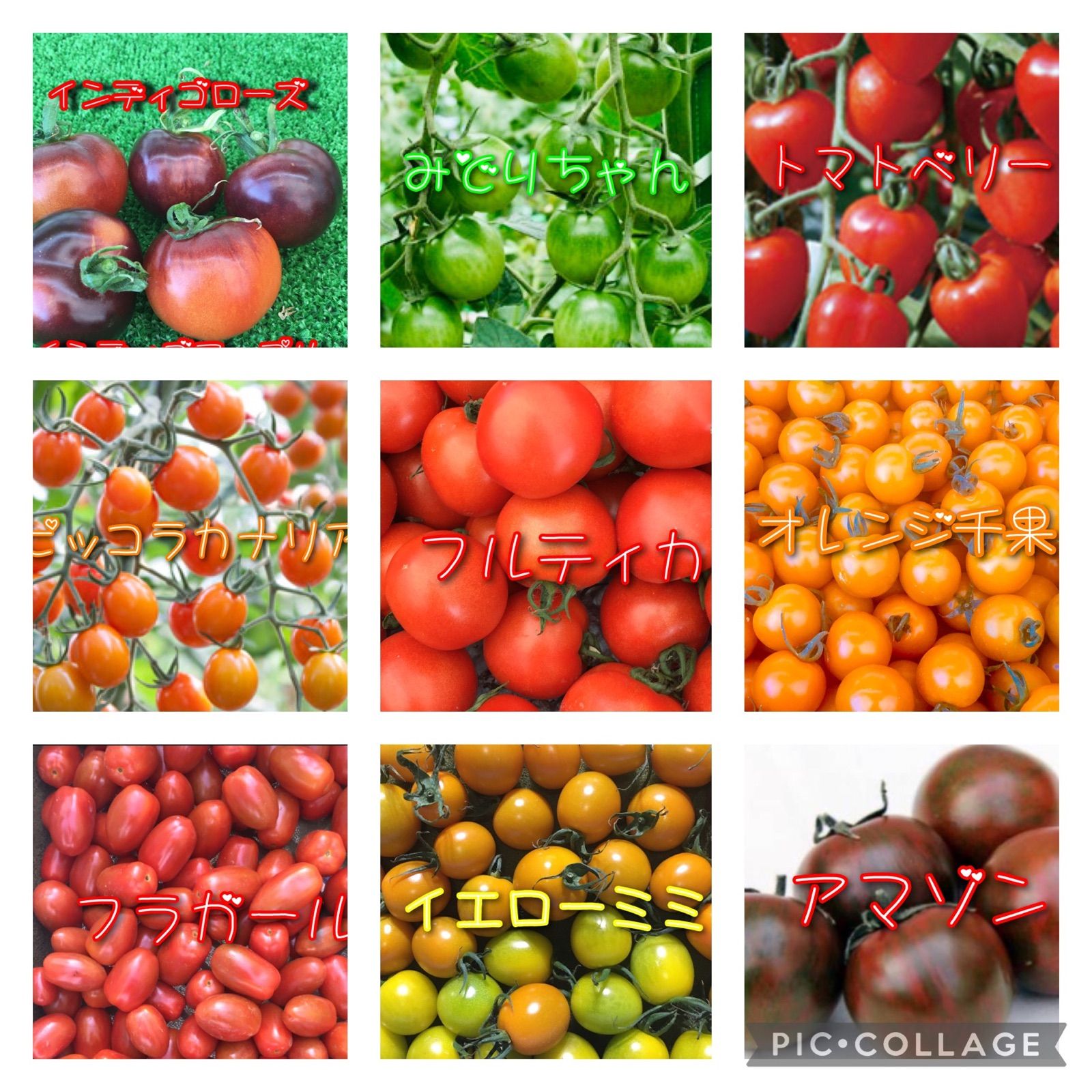 トマトの宝石箱🍅2㌔BOX❣️(カラフルトマト)全部で15種詰め合わせ！農家直送！フルーツトマト！