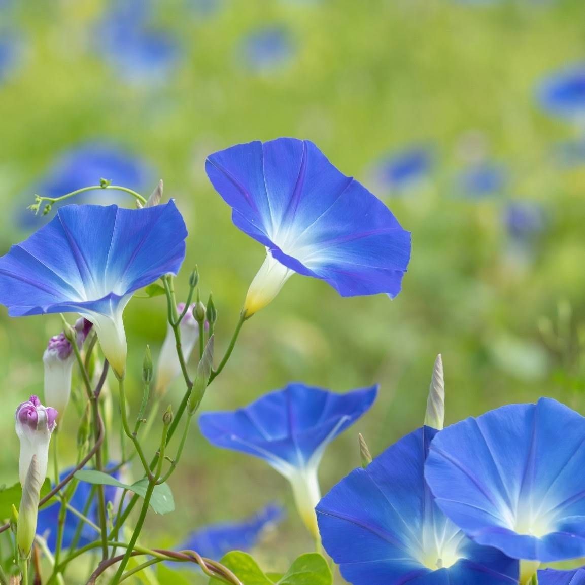 お花の種】朝顔☆ヘブンリーブルー 種子 約30粒！ - メルカリ