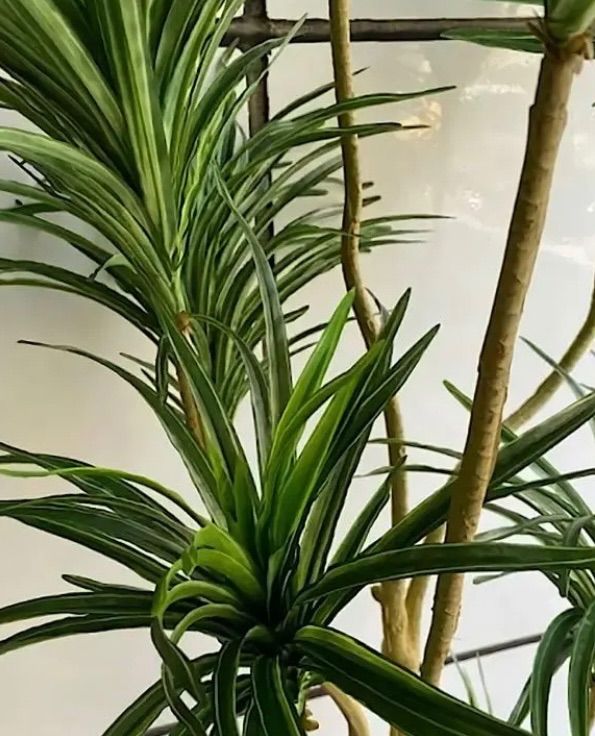 光触媒 人工観葉植物 ウォールグリーン フェイクグリーン ユッカ