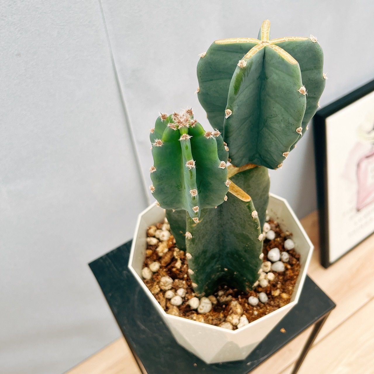 多肉植物 現品］♡かわいい♡ 12番 柱サボテン 鬼面角 ブランチ 5号 観葉