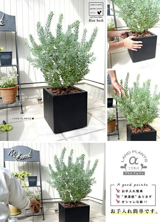 アカシア ブルーブッシュ 黒色 キューブ型 陶器鉢 低木仕立て 大型 アカシアの木 オーストラリアンプランツ OG 鉢植え 鉢