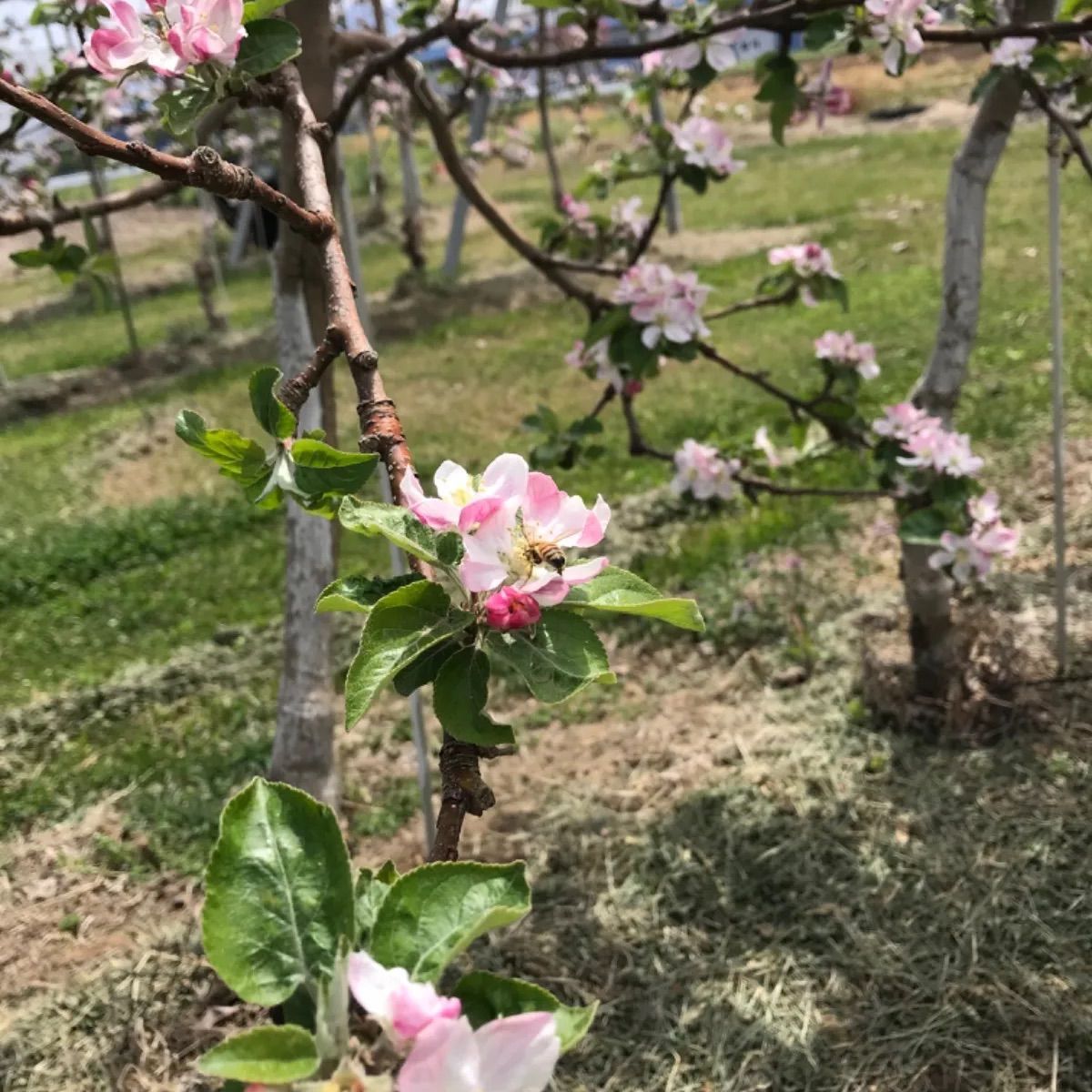 百花蜂蜜 信州りんご・そば蜂蜜 90g 5月採蜜 非加熱 生ハチミツ