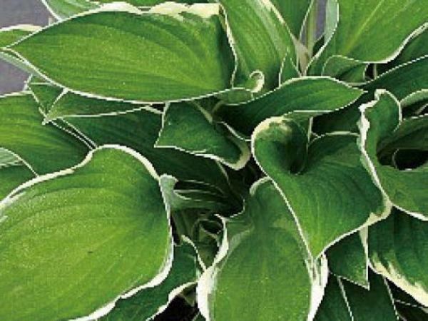 ギボウシ（擬宝珠）ホスタ・ノースヒルズ（大株） 外斑入り 植木 庭木 多年草