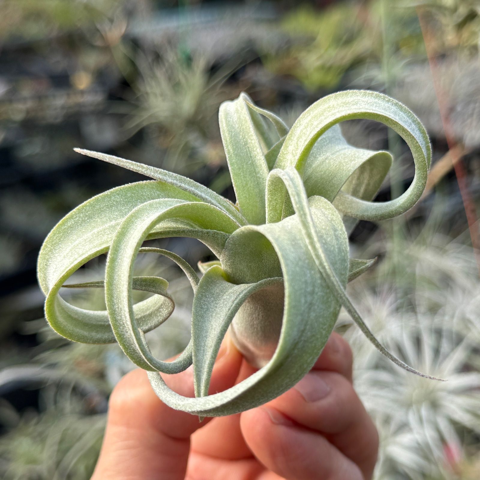 ブロメリア・エアープランツ Tillandsia Domingo's charm. Tillandsia Domingo's charm.