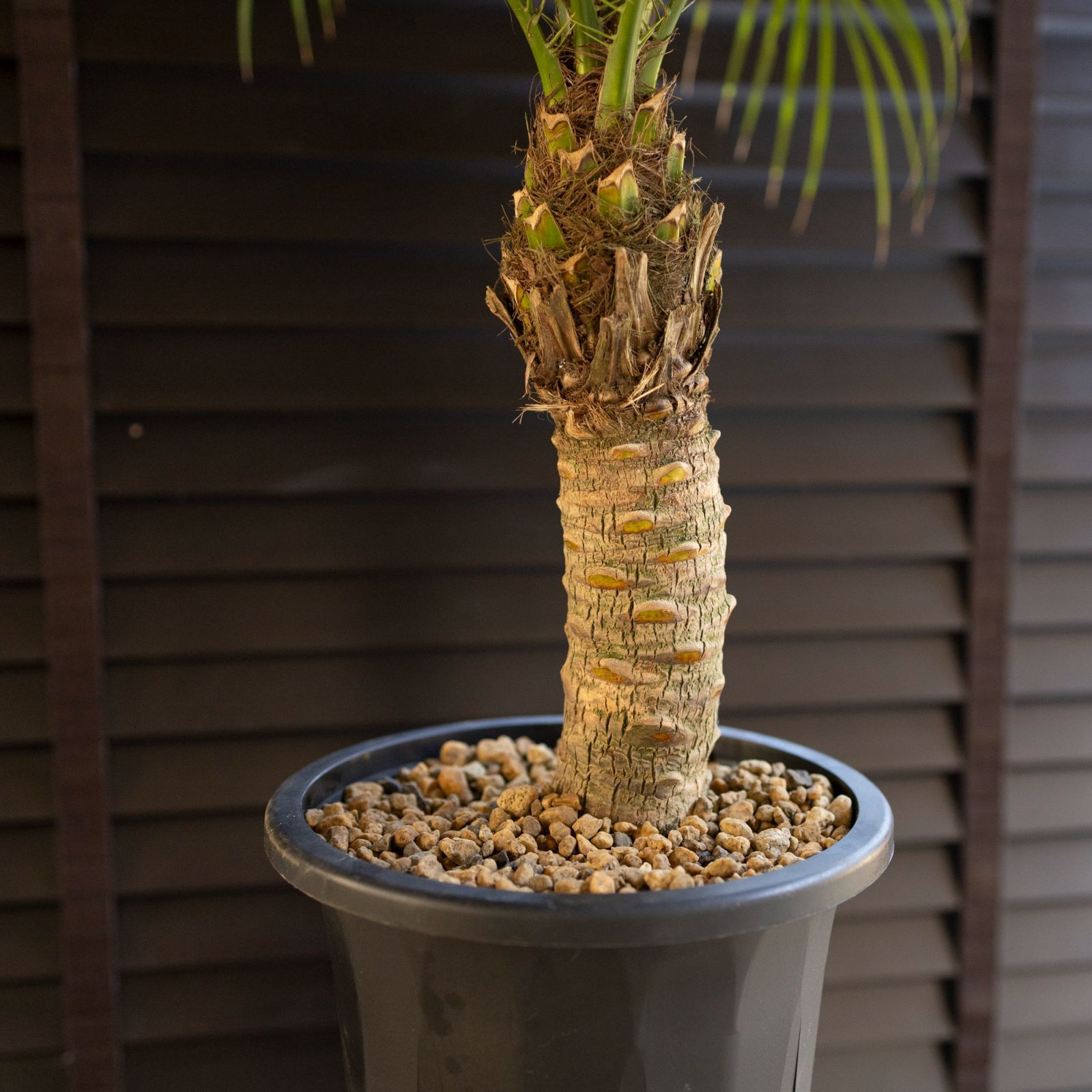 希少ロベレニー3本立ち