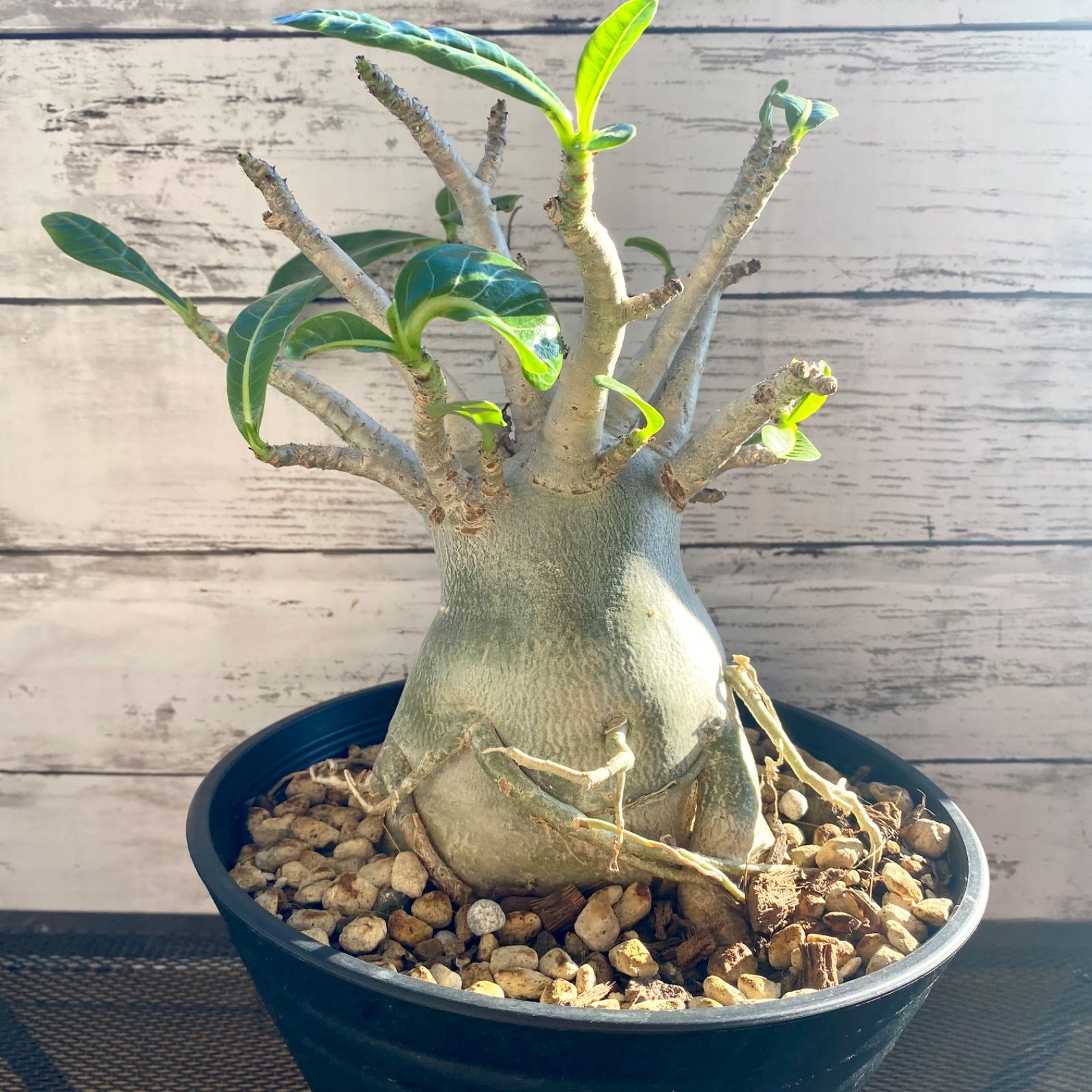 多肉植物♡塊根植物♡アデニウム、コーデックス砂漠の薔薇(抜き苗)-