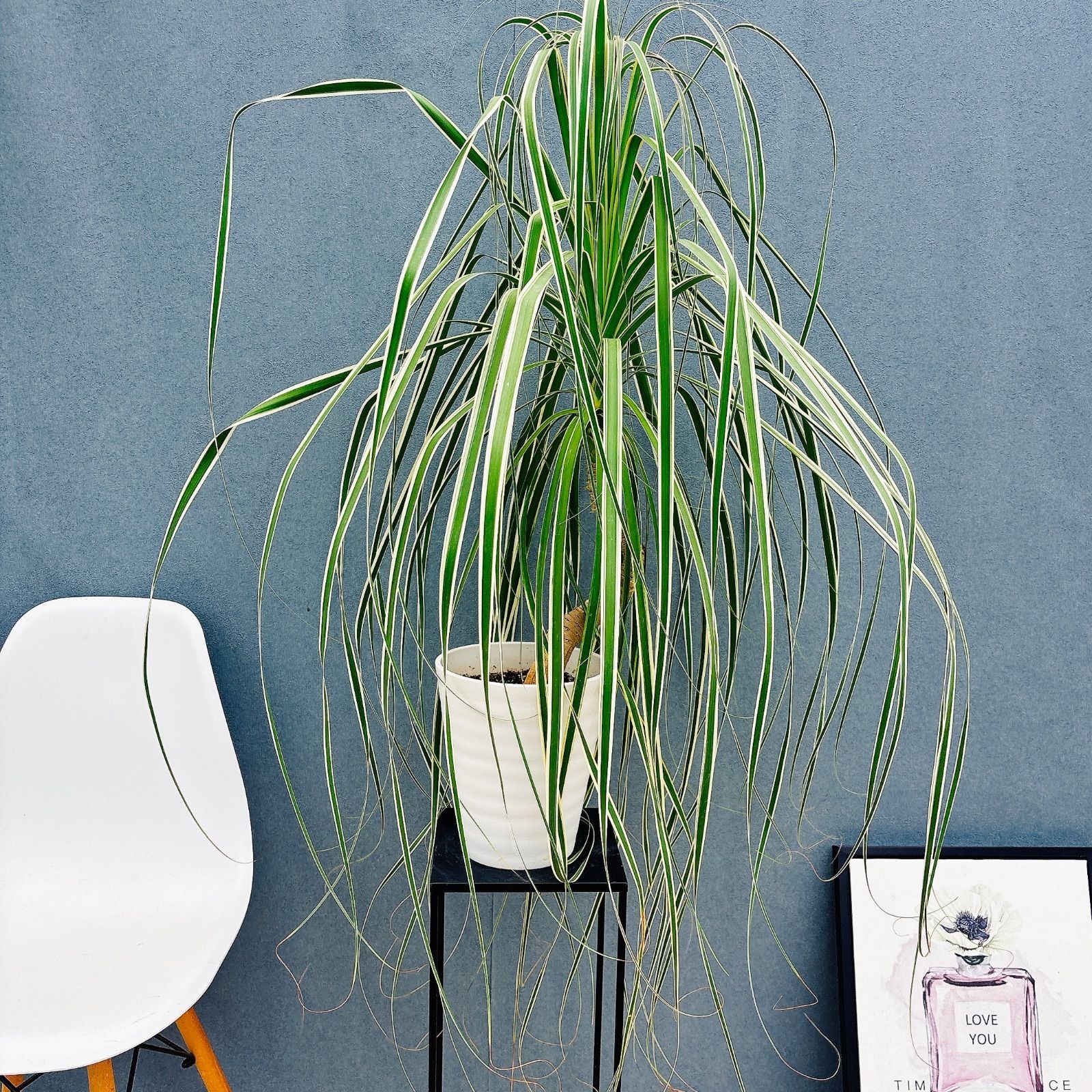 バリエガータ 7号