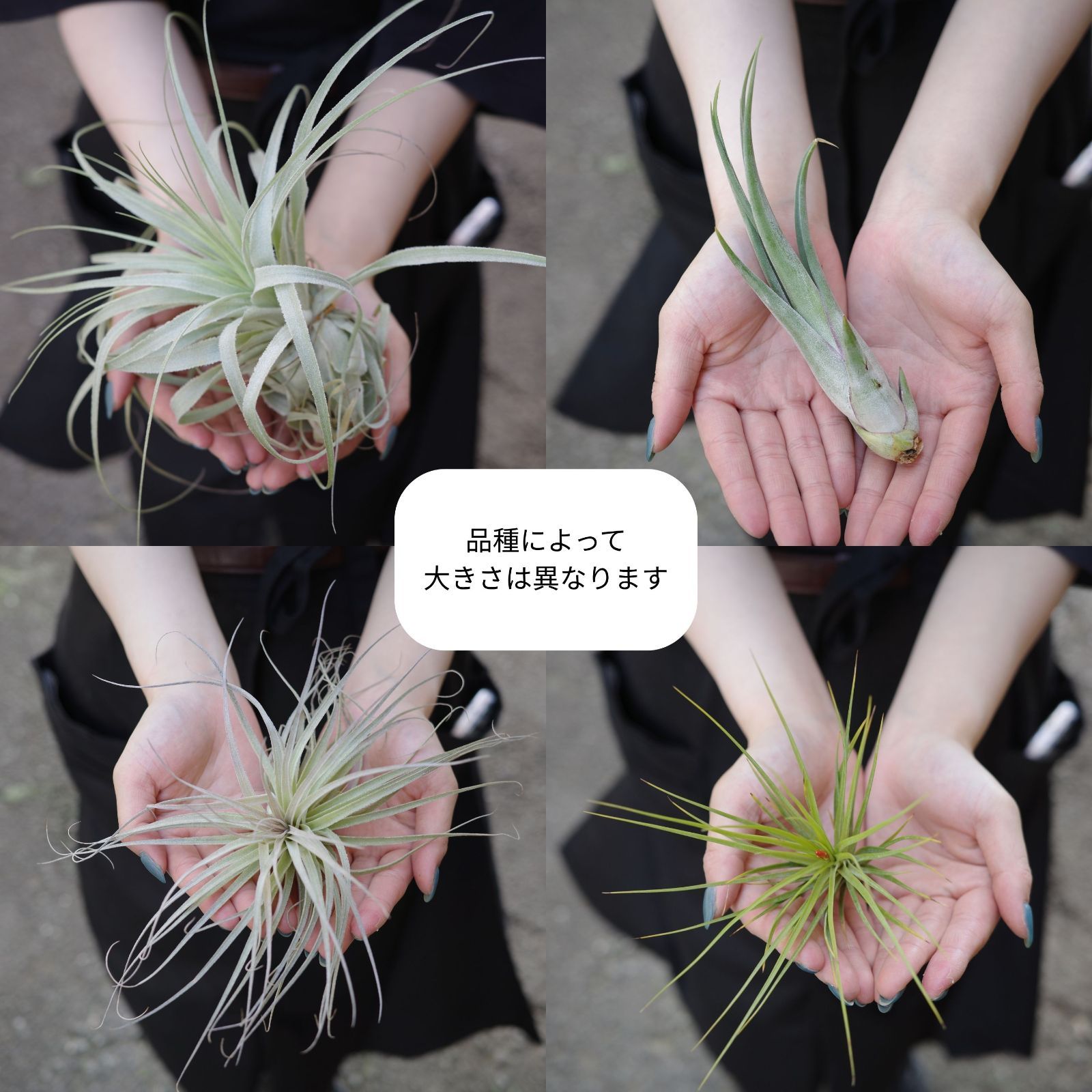 チランジア ロイテリ② (メルカリ便にてお届けします) 特大エアプランツ おまかせ3種類 エアープランツ チランジア