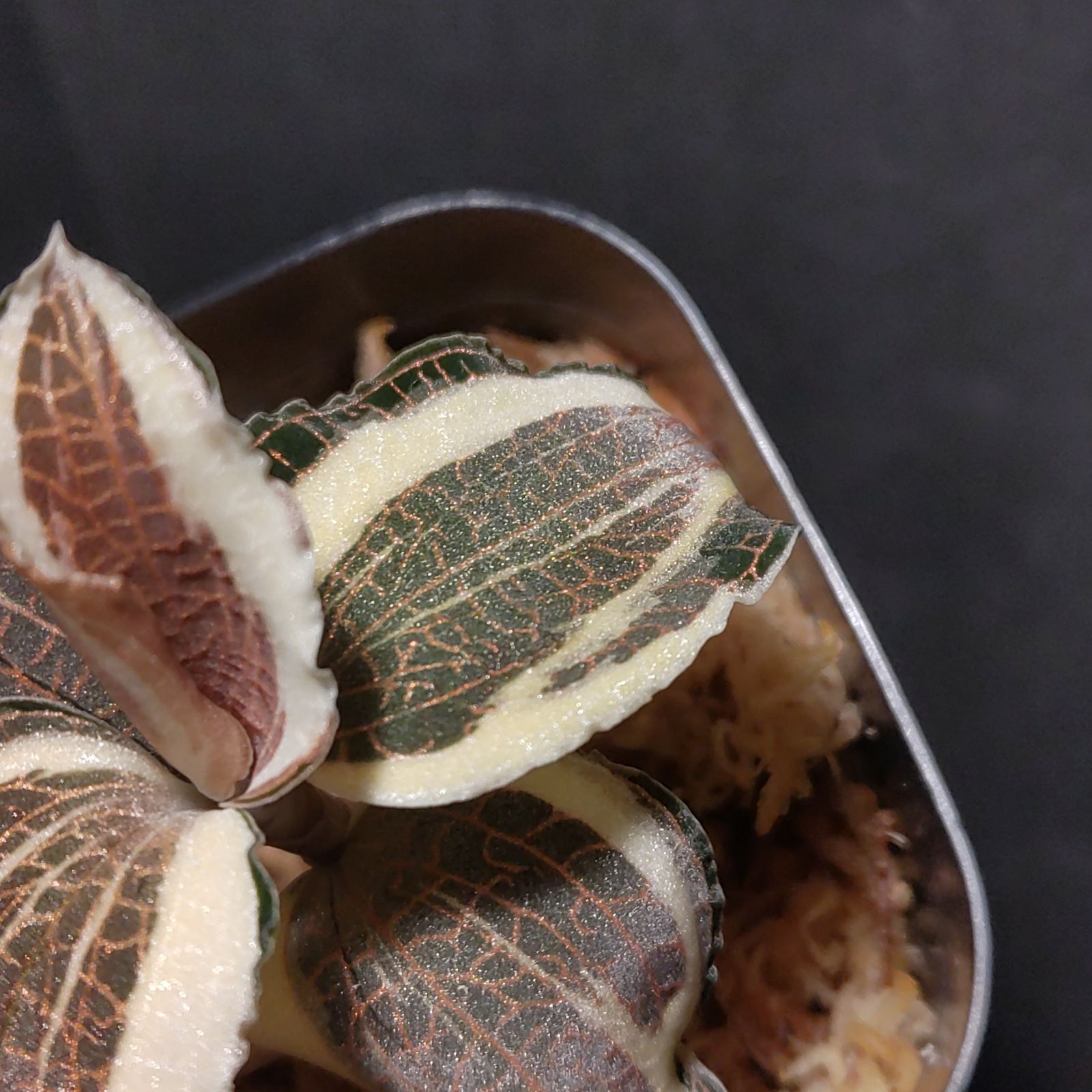 アネクトキルス ロクスバーギー 斑入 ジュエルオーキッド USTAUSTRALIA_COM_AU