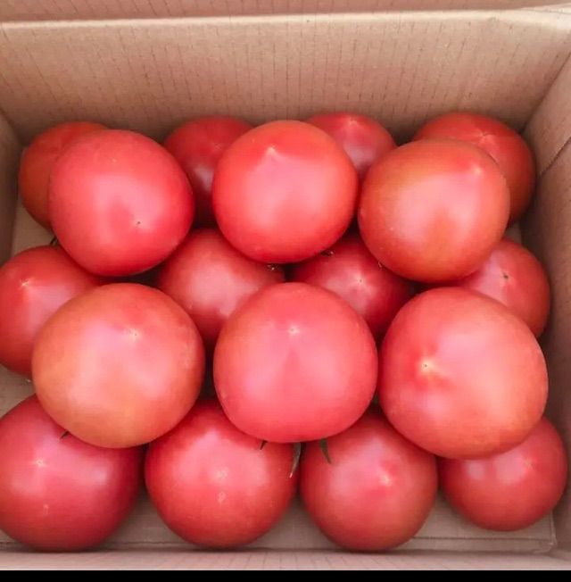 甘熟❣️桃太郎🍅2.6キロ！バラ詰め！農家👩‍🌾より直送！🚚メルカリ便80サイズ段ボール！