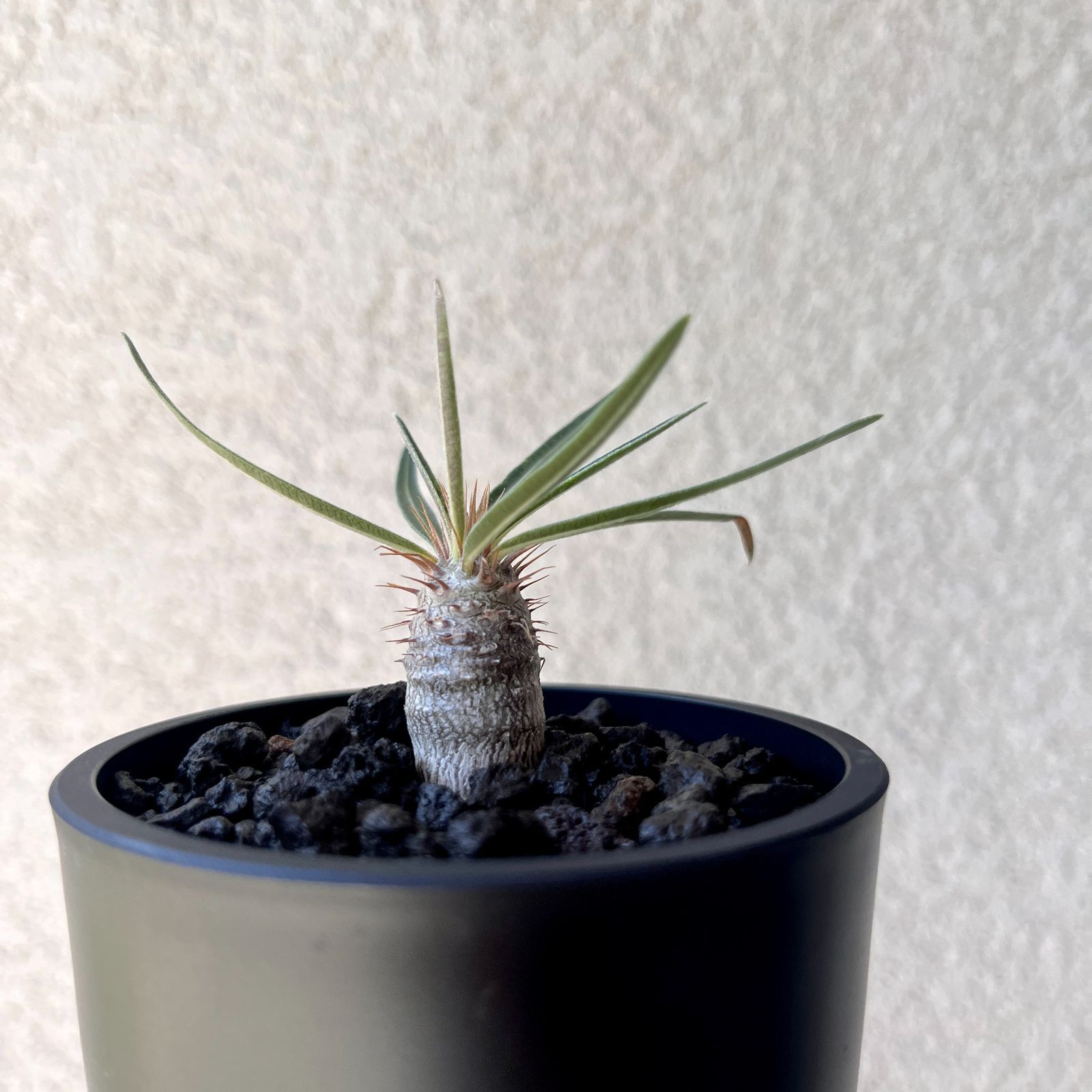 パキポディウムグラキリス実生 2つ パキポディウム・グラキリス 実生株2年｜Pachypodium rosulatum