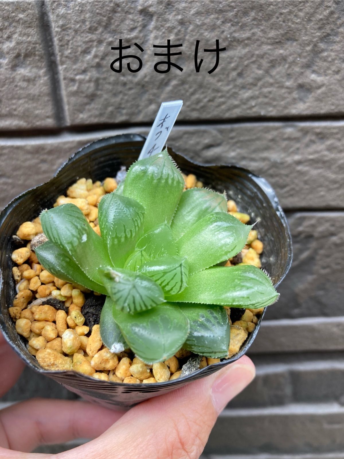 多肉植物抜き苗3苗セット★今ならおまけ付き！