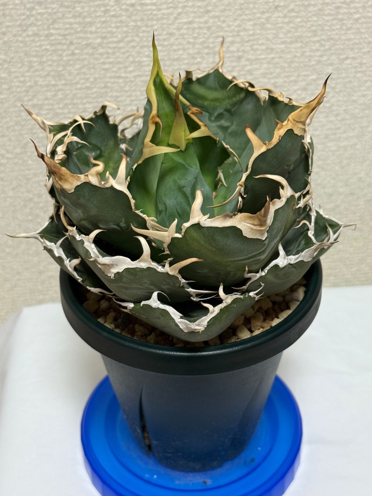 参考書 気功継続プログラムフェーズⅠ 清水義久