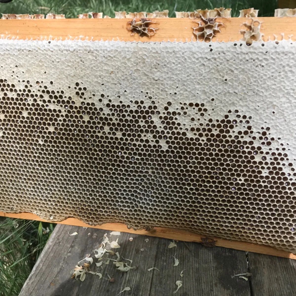 日本蜜蜂 ニホンミツバチ 巣蜜 コムハニー 763g - その他