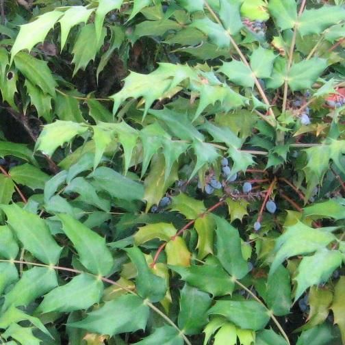 40本セット ヒイラギナンテン樹高0.25m前後15cmポット