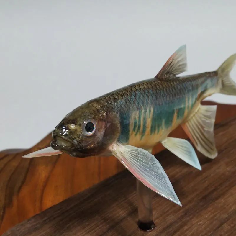 オイカワ雄の剥製 - メルカリ