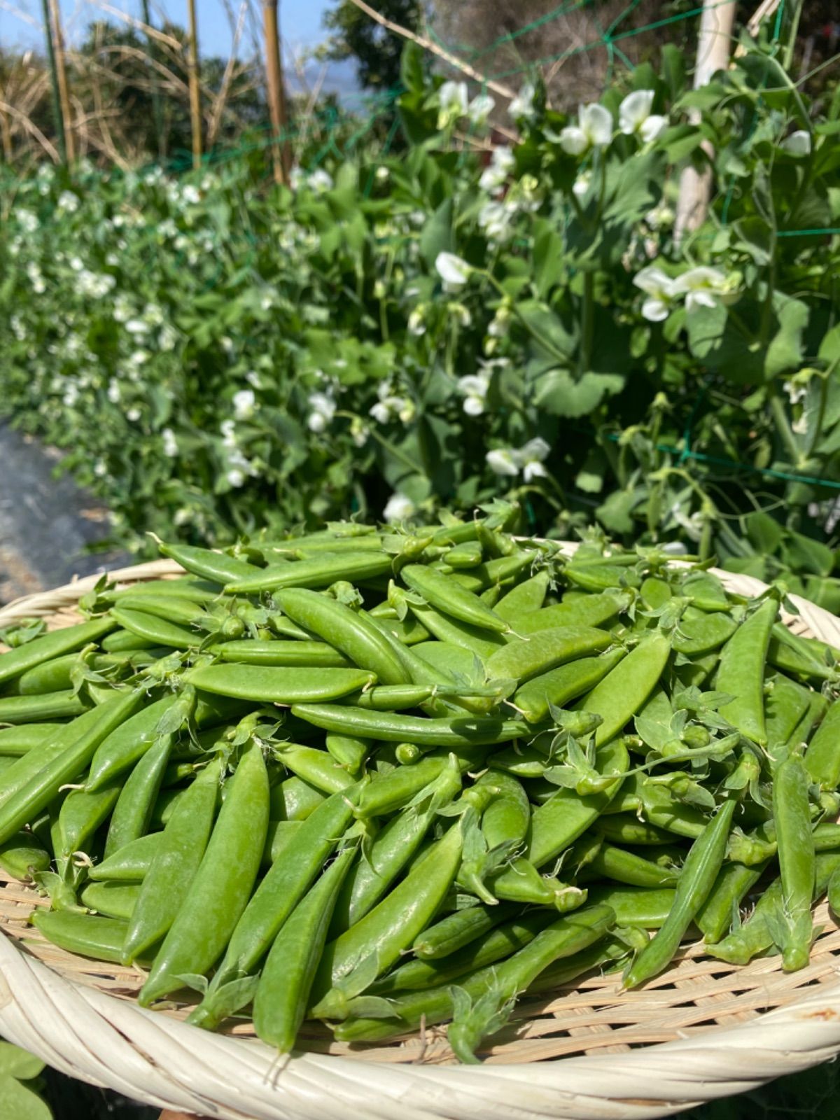スナップエンドウ　500g 農薬・化学肥料不使用　徳島県産 数量限定】有機スナップエンドウ【500g入】 甘みが強く