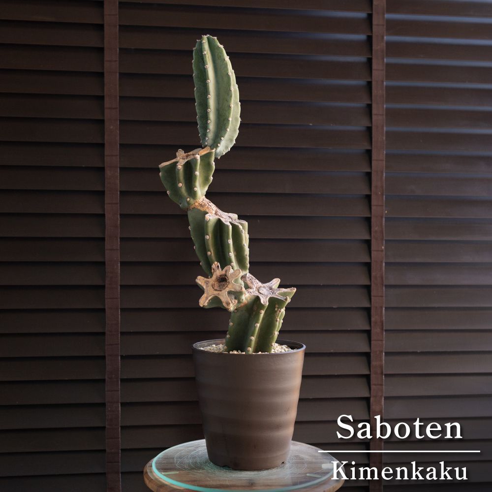 柱サボテン ブランチ 石化 柱サボテン ブランチ 鬼面角 7号 Branch 石化サボテン 観葉植物