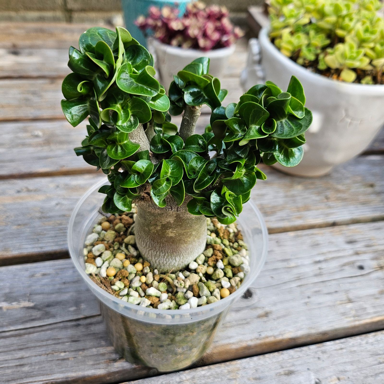 ⑨《 Adenium Arabicum D.H.A》アデニウム アラビカム 獅子葉
