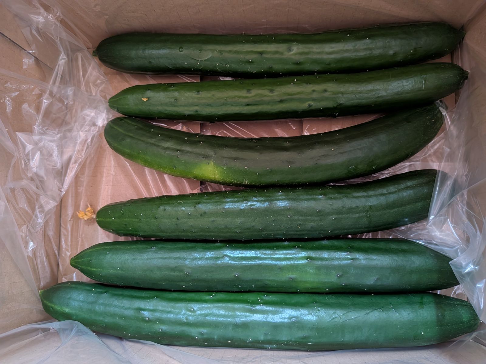訳あり極太きゅうり20kg！野菜ソムリエ銀賞受賞- メルカリ