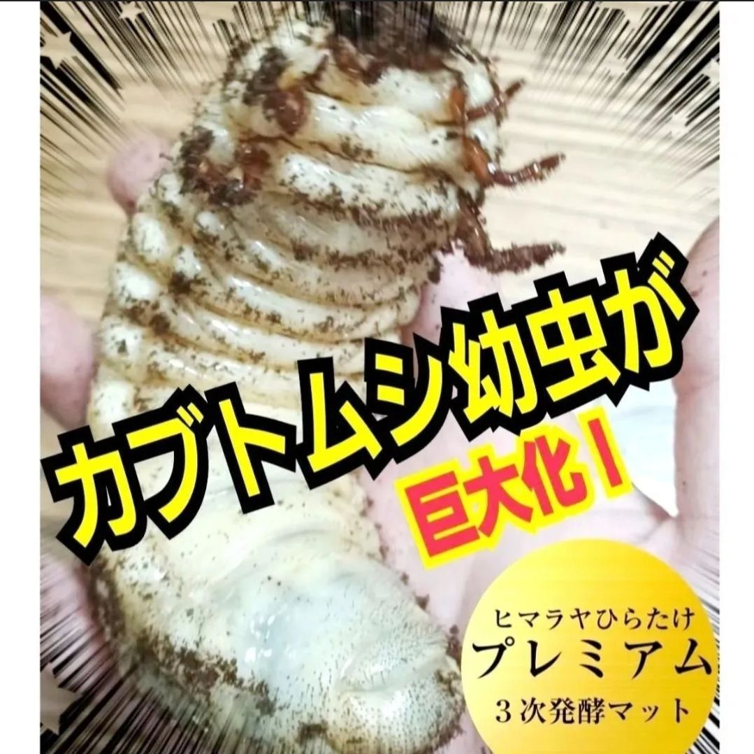 5ケースセット】カブトムシの幼虫を入れるだけ！便利です！プレミアム