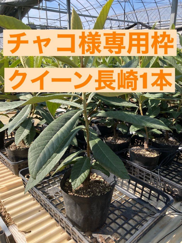 チャコ様専用 チャコ様専用 ちゃ～こ様専用 ちゃこ様専用 チャコ様専用
