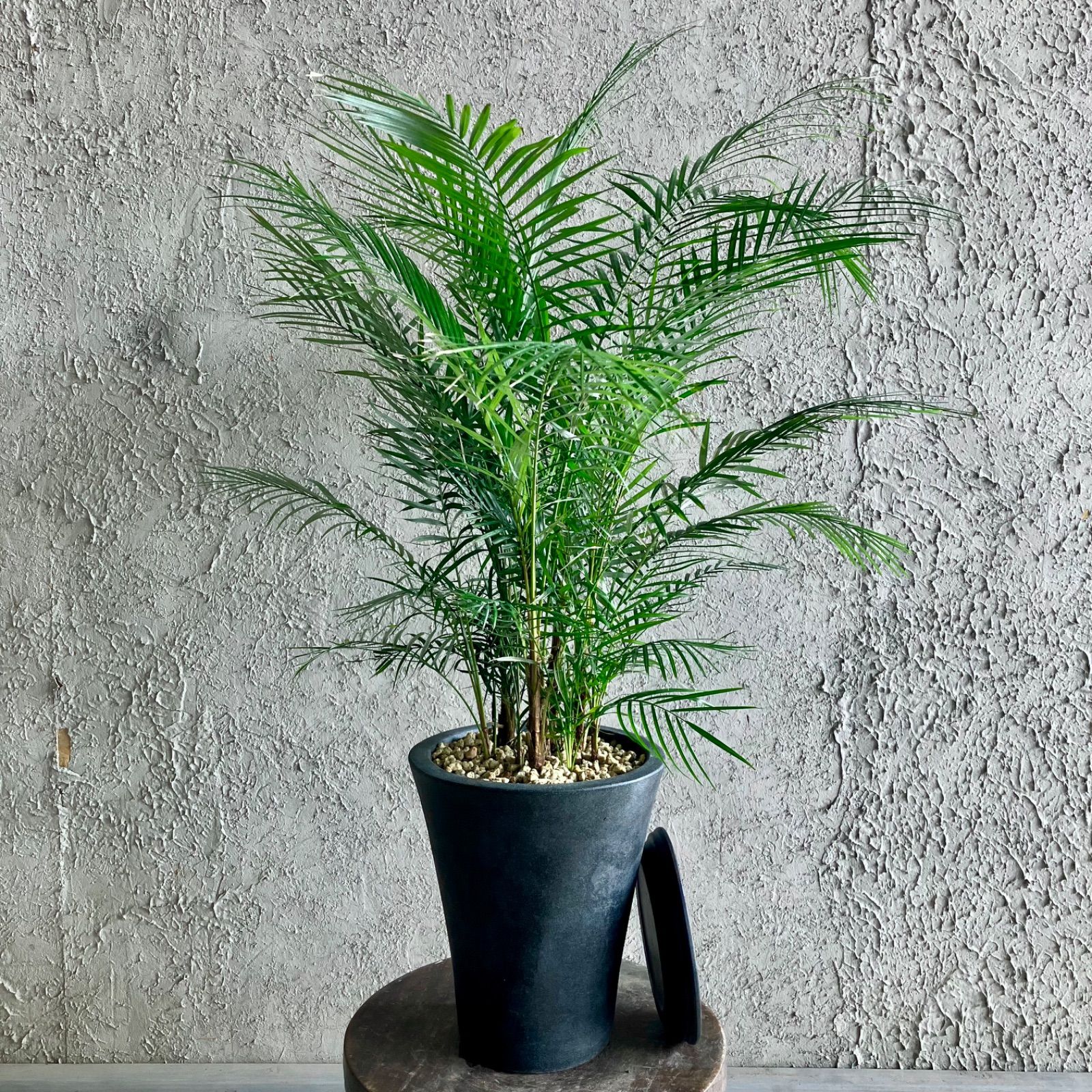 希少品種 ブラジルヒメヤシ 購入 7号 テラコッタ鉢植え アンティーク風