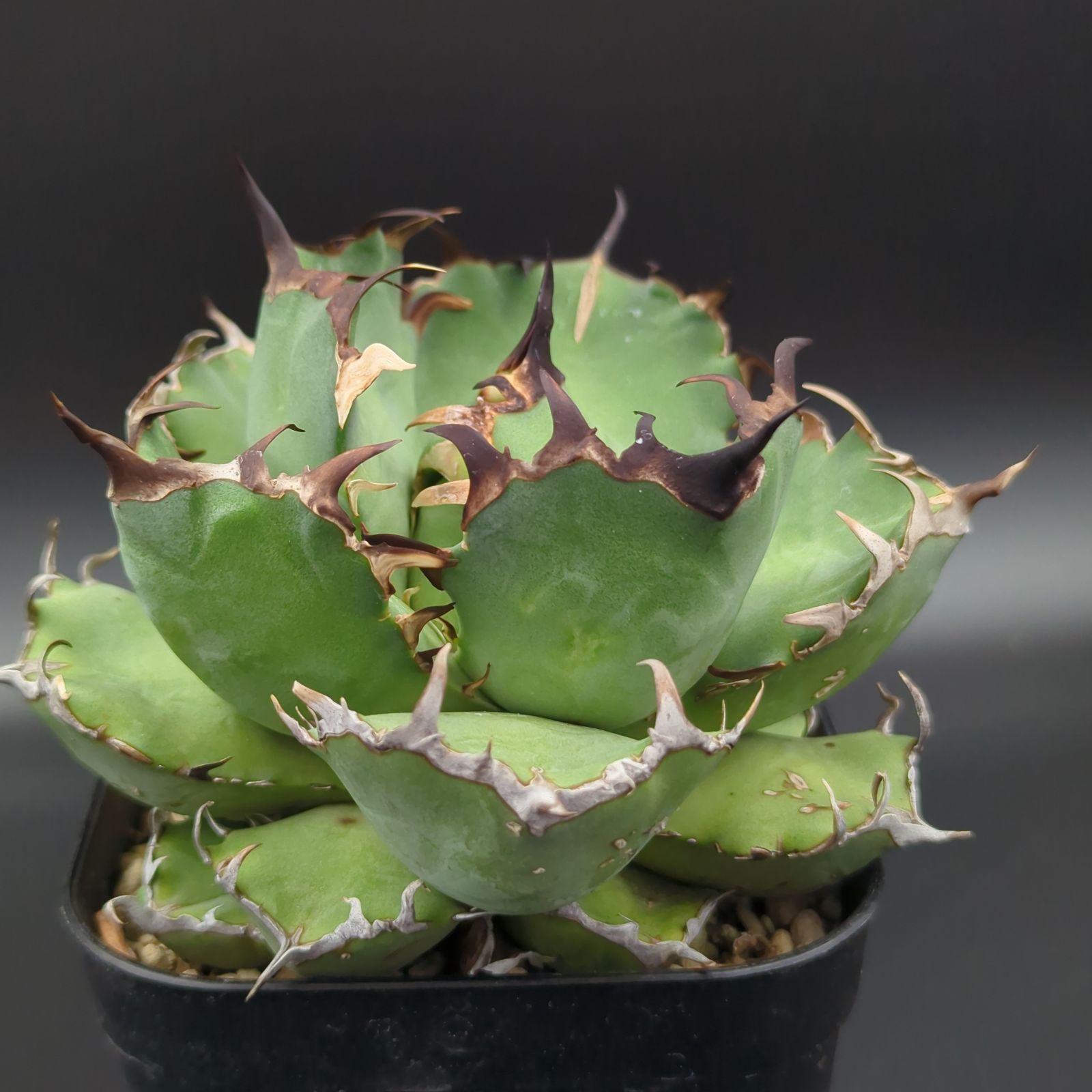 ☆A-8 アガベ チタノタ 黒鯨 鉢ごと メルカリ便発送 アガベ チタノタ 